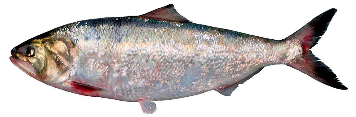 Alosa alosa_04.jpg
